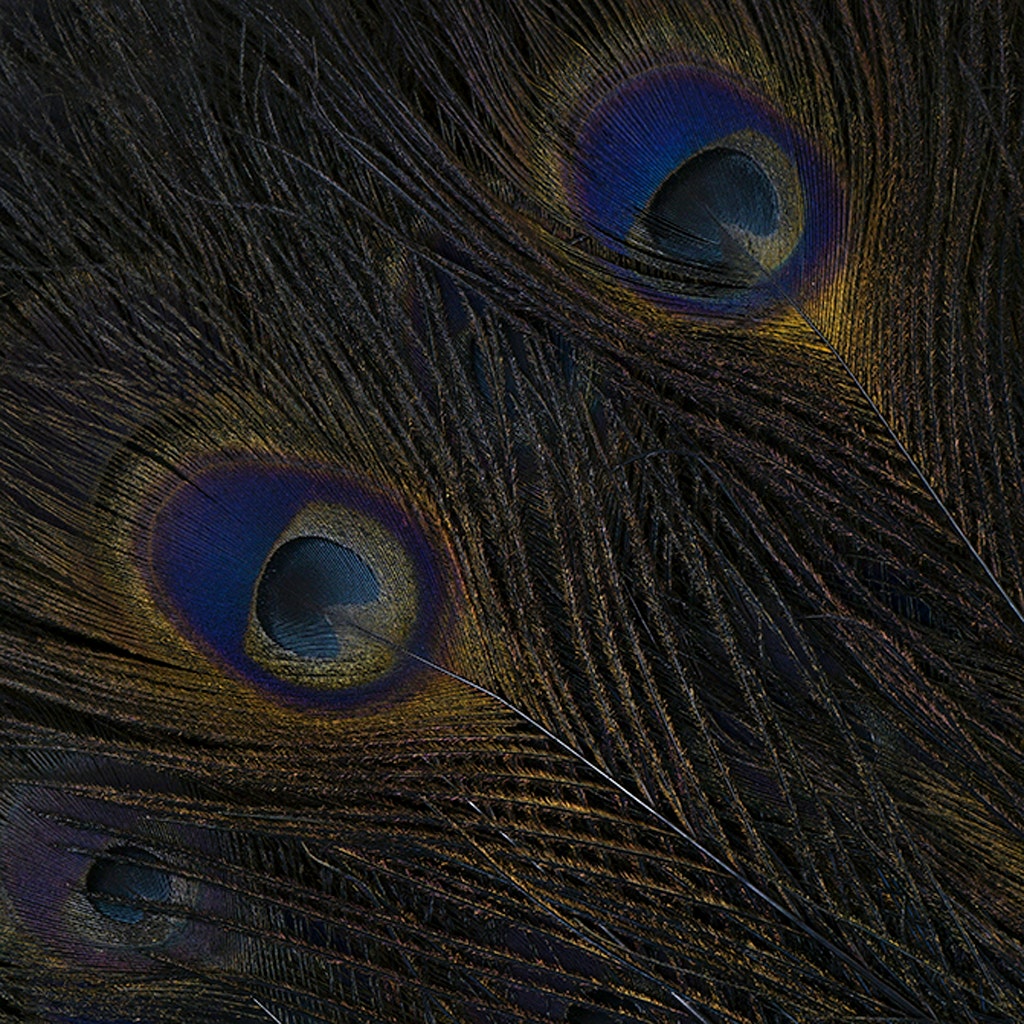 Peacock Tail Eyes Bleached Dyed - 25-40 Inch - 100 PCS - Black