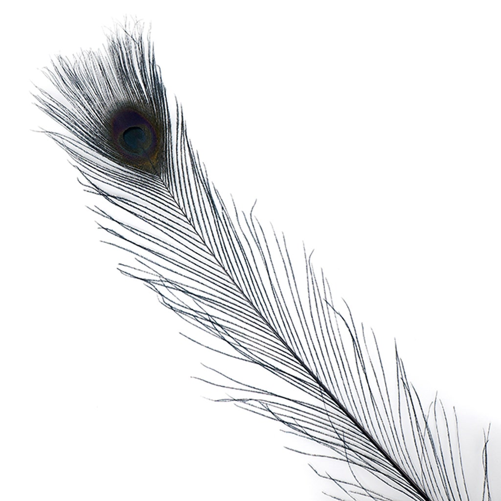 Peacock Tail Eyes Bleached Dyed - 25-40 Inch - 100 PCS - Black