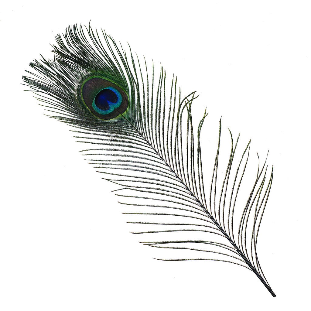 Peacock Feather Eyes Dyed Stem Black
