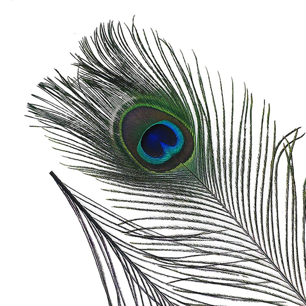 Peacock Tail Eyes Stem Dyed - Black