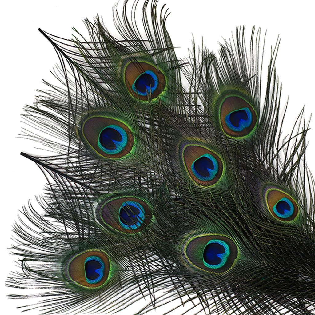 Peacock Tail Eyes Stem Dyed - Black