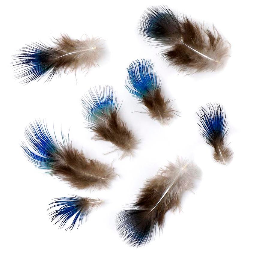 Peacock Feather Plumage-Blue [{WEDDING CENTERPIECES}] - Natural