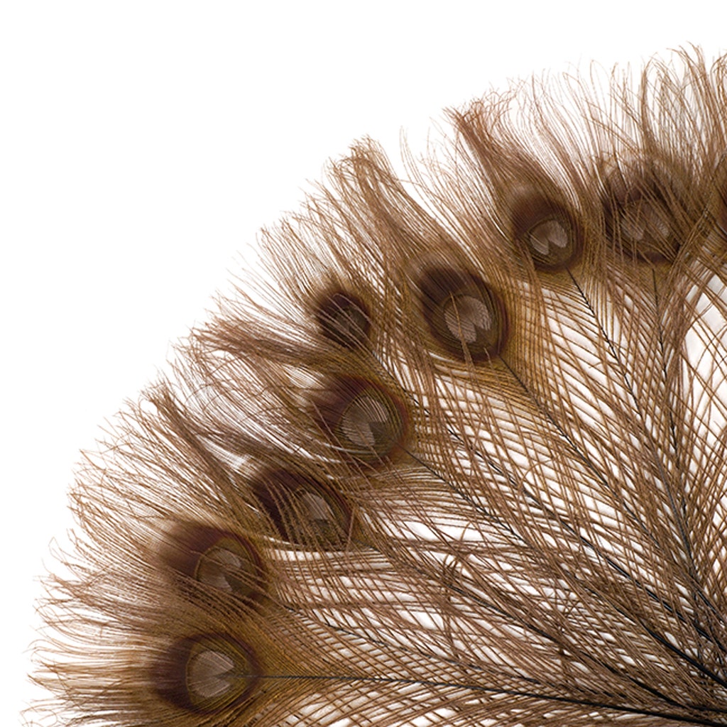 Peacock Tail Eyes Bleached and Dyed - 8-15” - 100 pc - Brown