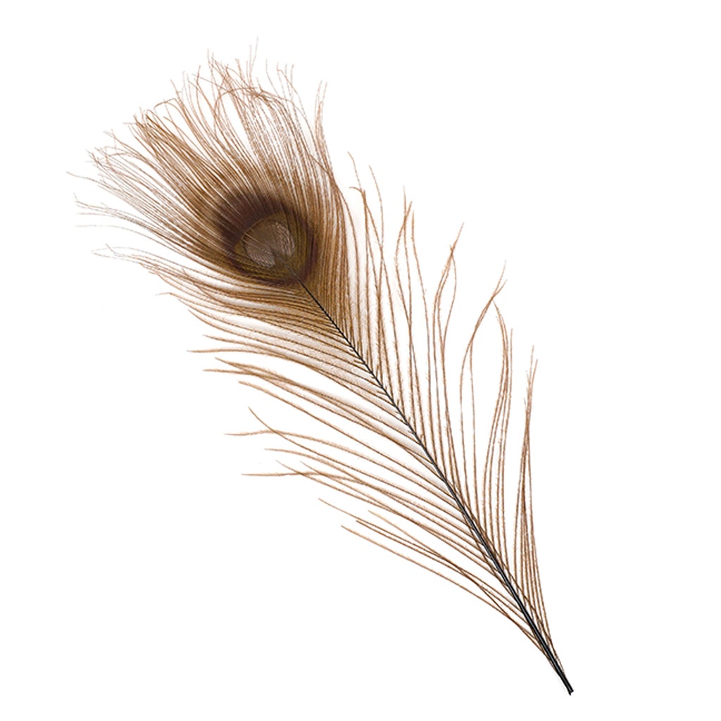 Peacock Tail Eyes Bleached and Dyed - 8-15” - 100 pc - Brown