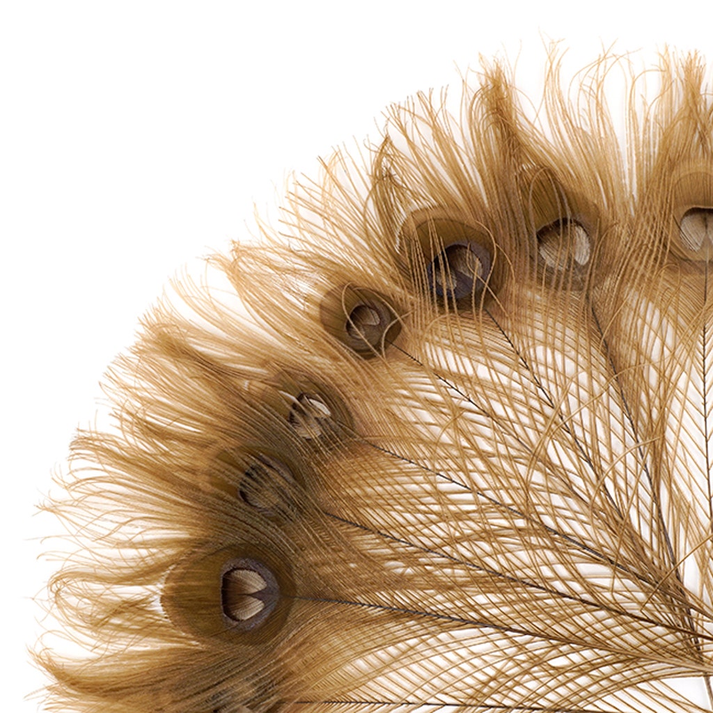 Peacock Tail Eyes Bleached and Dyed - 8-15” - 100 pc - Golden Iridescent