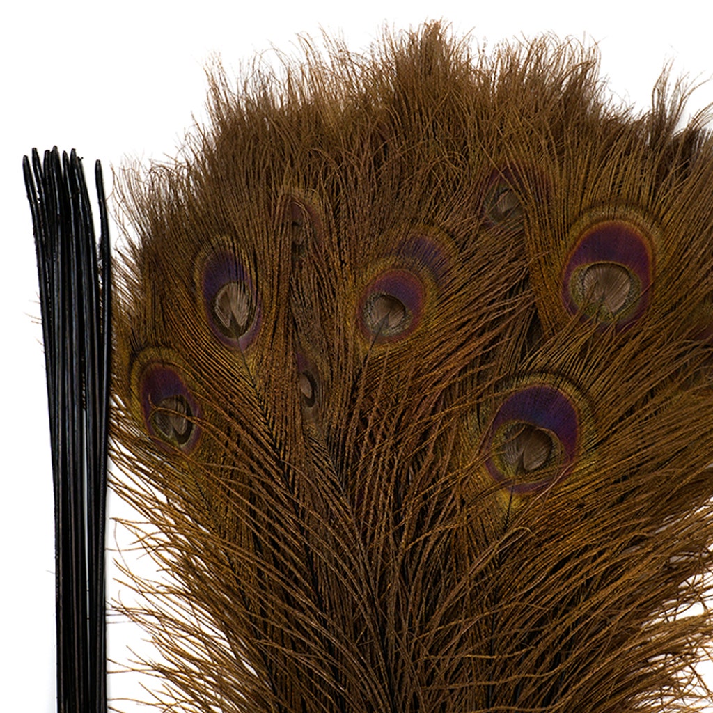 Peacock Tail Eyes Bleached Dyed - 25-40 Inch - 100 PCS - Brown