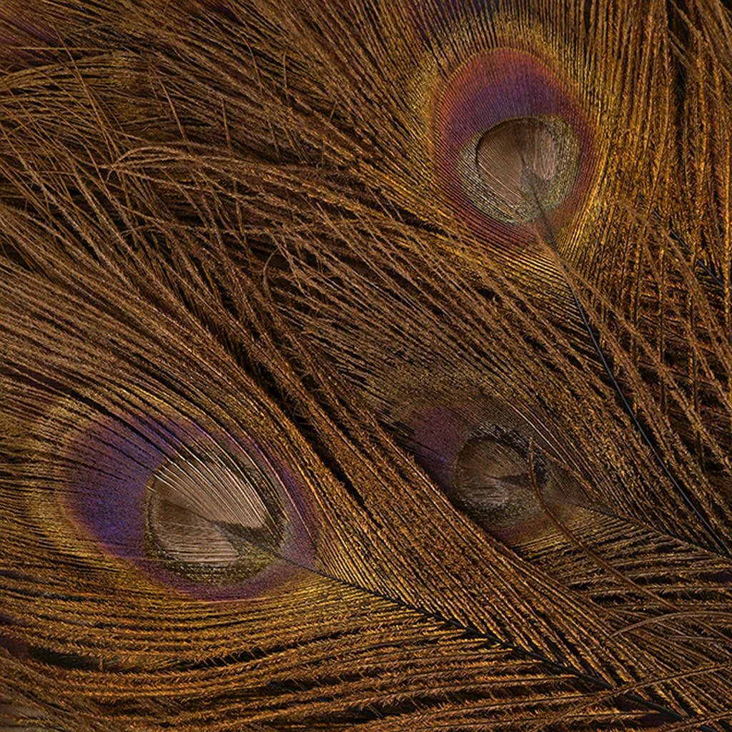Peacock Tail Eyes Bleached Dyed - 25-40 Inch - 100 PCS - Brown