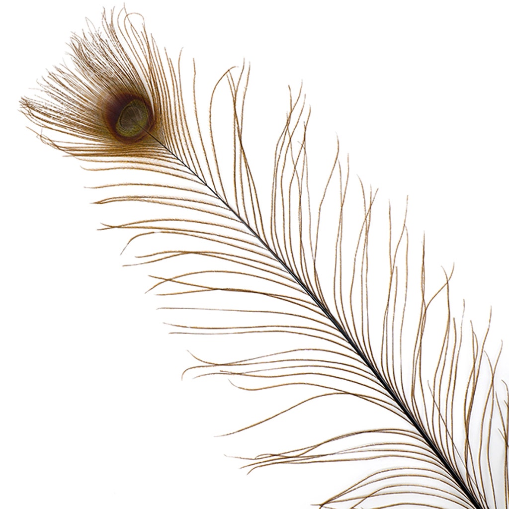 Peacock Tail Eyes Bleached Dyed - 25-40 Inch - 100 PCS - Brown