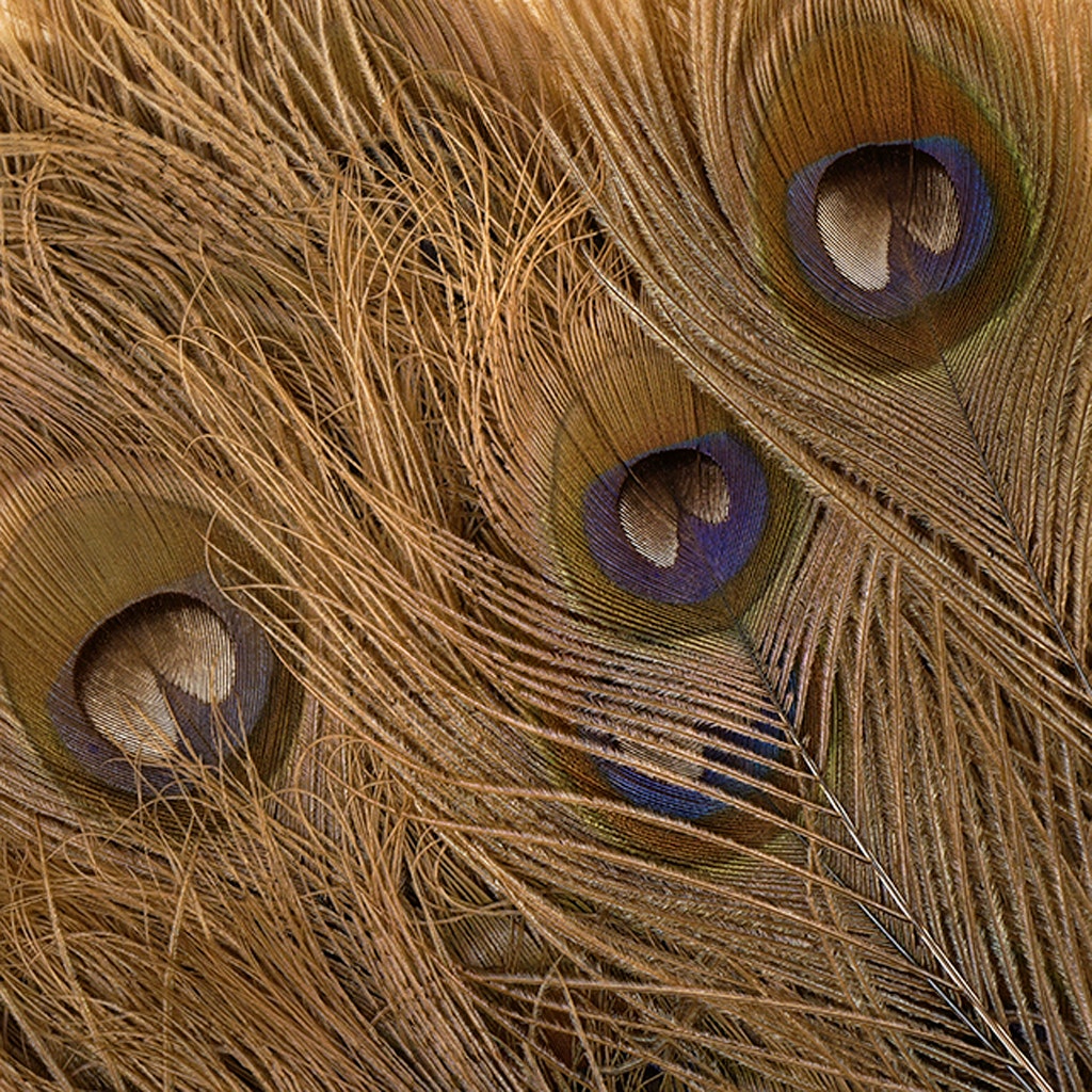 Peacock Tail Eyes Bleached Dyed - Golden Iridescent