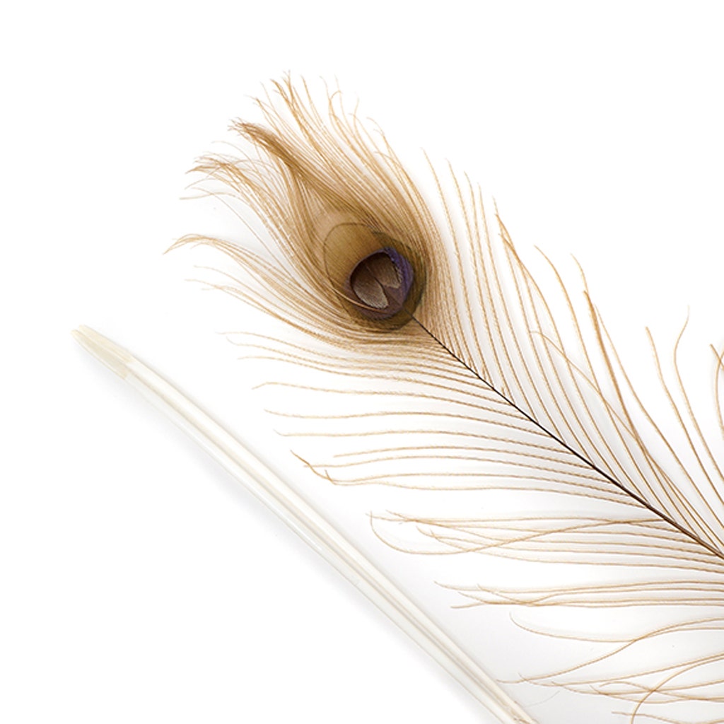 Peacock Tail Eyes Bleached Dyed - Golden Iridescent