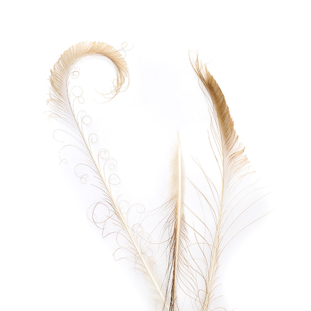 Peacock Swords Bleached Dyed - Golden Iridescent