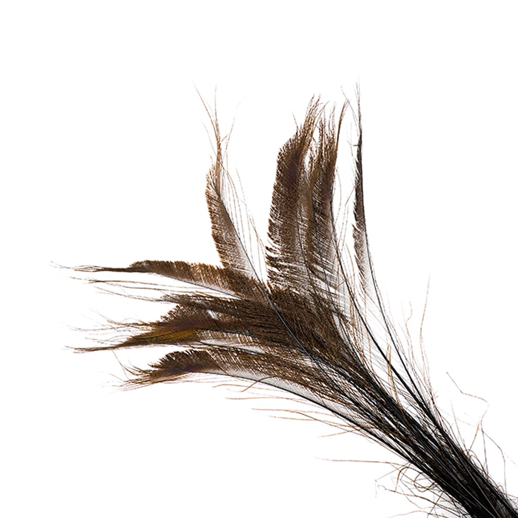 Peacock Swords Bleached/Dyed - Brown