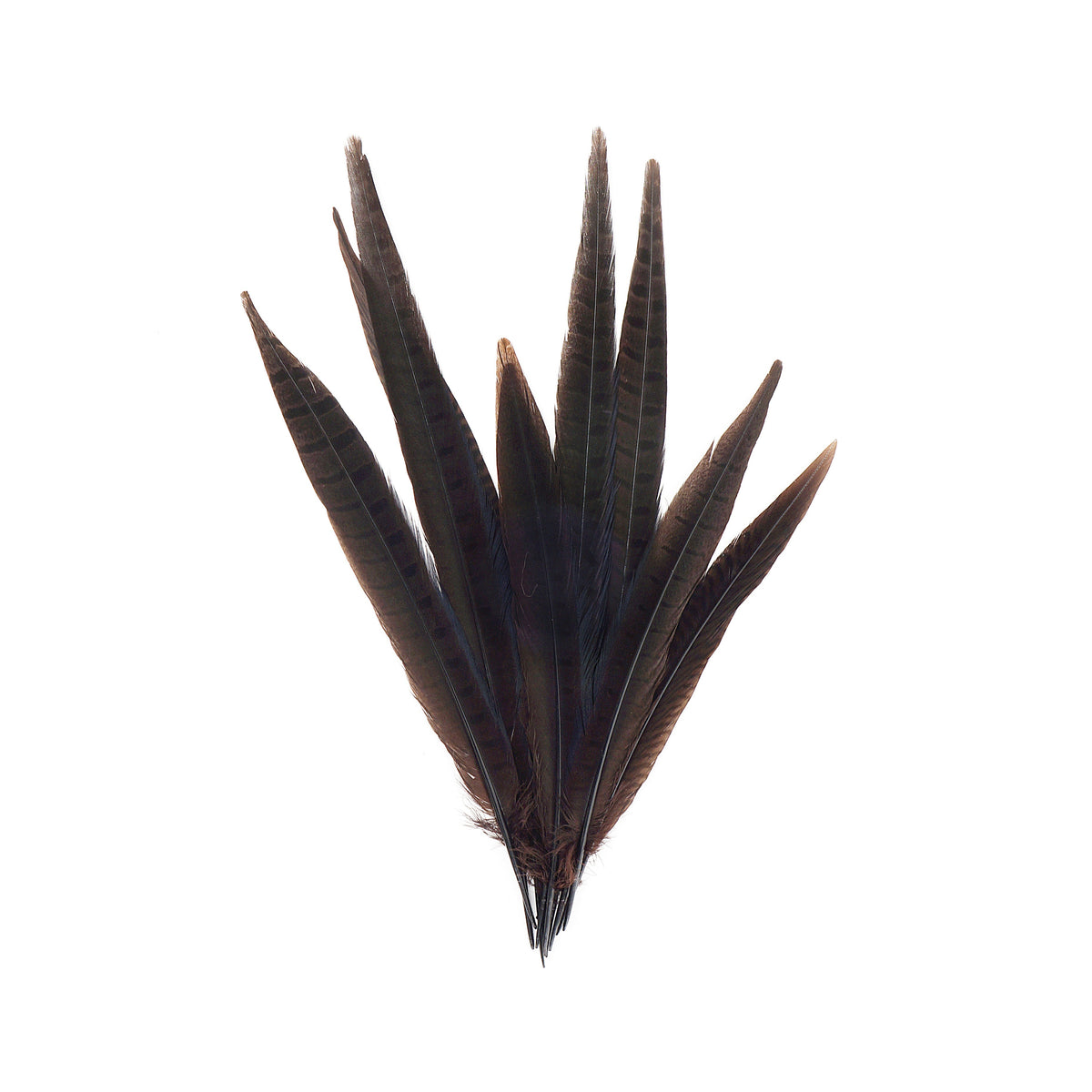 Pheasant Tails Assorted Bleached - Brown