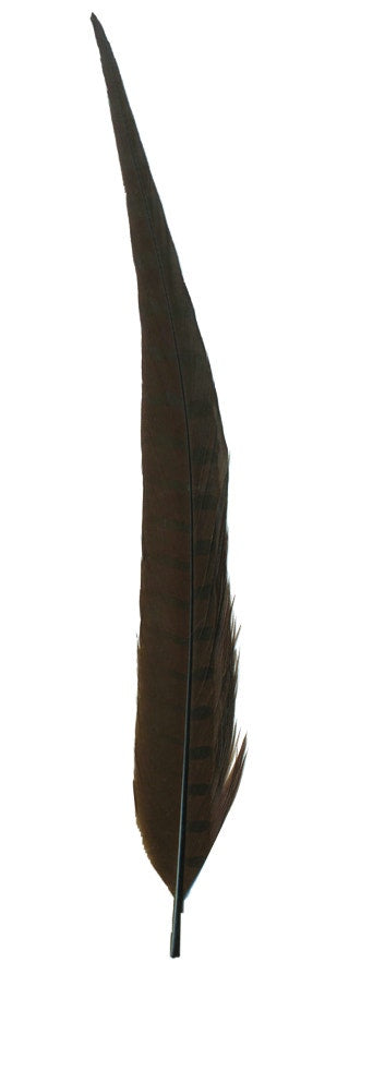 Pheasant Tails Assorted Bleached - Brown