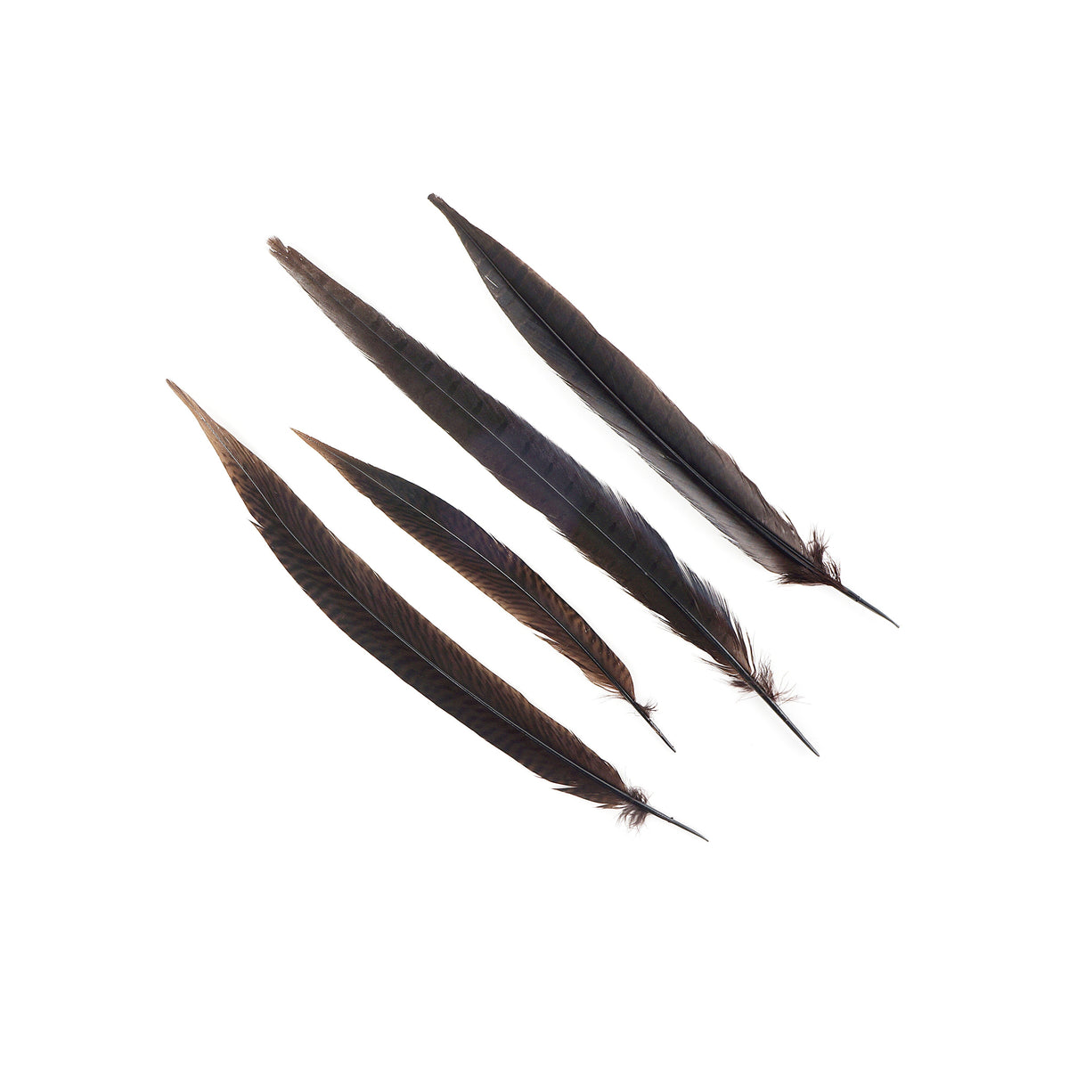 Pheasant Tails Assorted Bleached - Brown