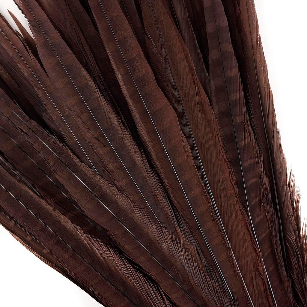 Pheasant Tails Assorted Bleached - Brown