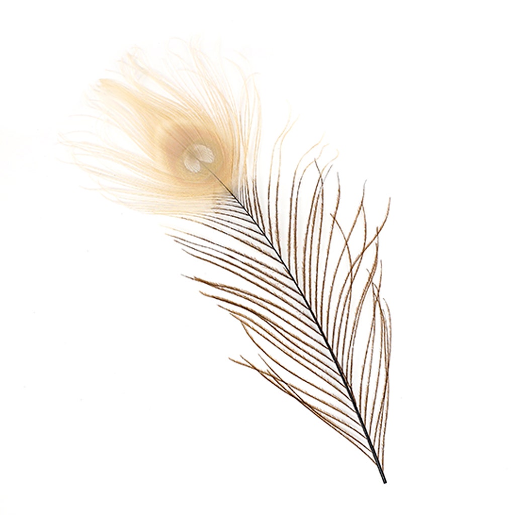 Peacock Tail Eyes Bleached and Dyed - 8-15” - 100 pc - Brown/Eggshell - 8 -15"