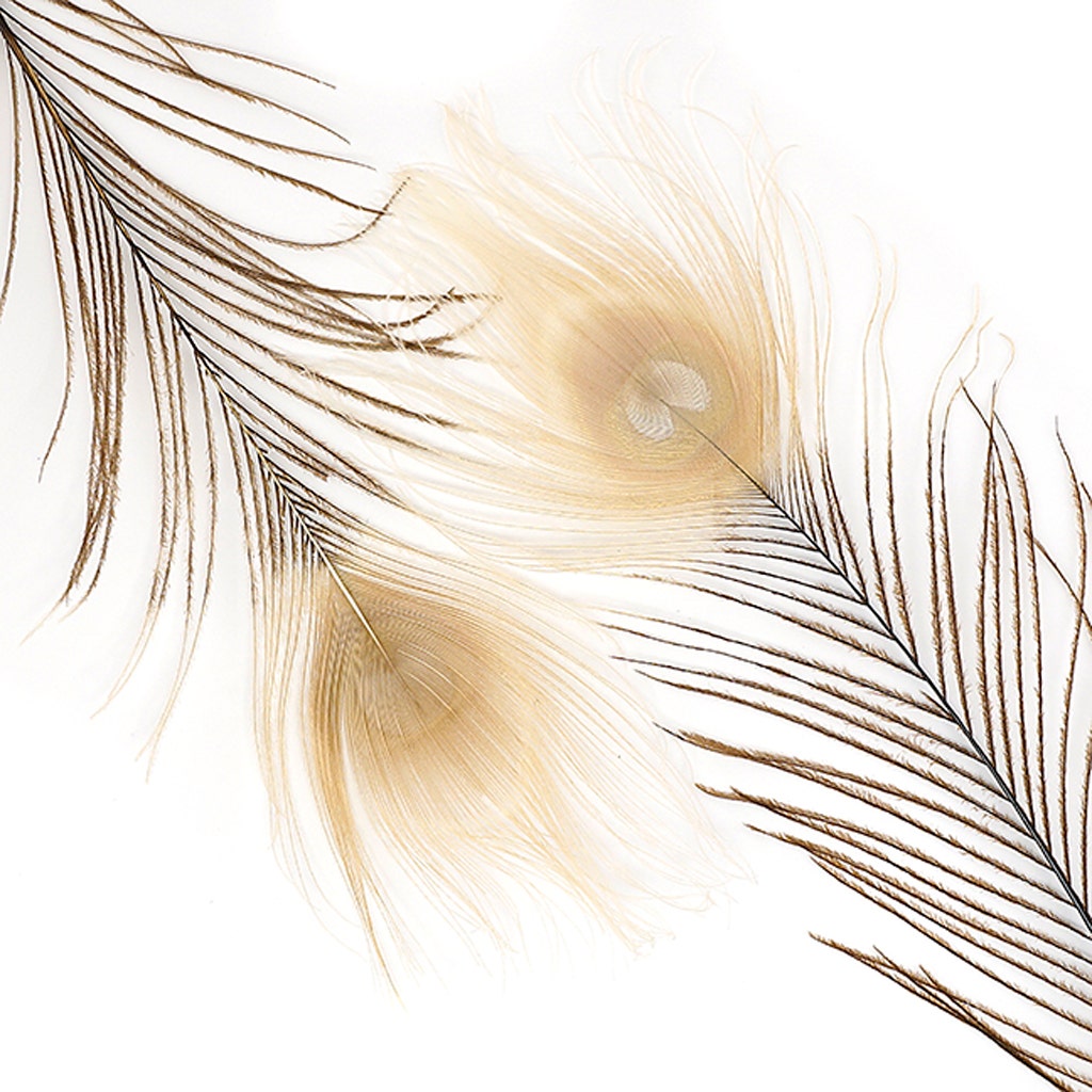 Peacock Tail Eyes Bleached and Dyed - 8-15” - 100 pc - Brown/Eggshell - 8 -15"
