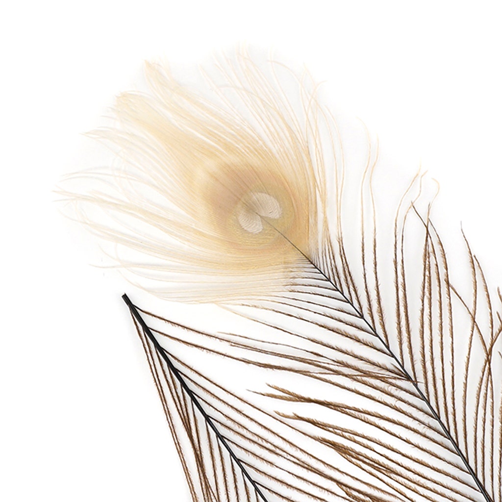 Peacock Tail Eyes Bleached and Dyed - 8-15” - 100 pc - Brown/Eggshell - 8 -15"