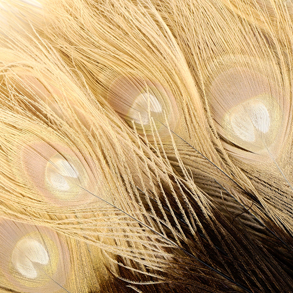 Peacock Tail Eyes Tipped - Brown/Eggshell - 25 -40"
