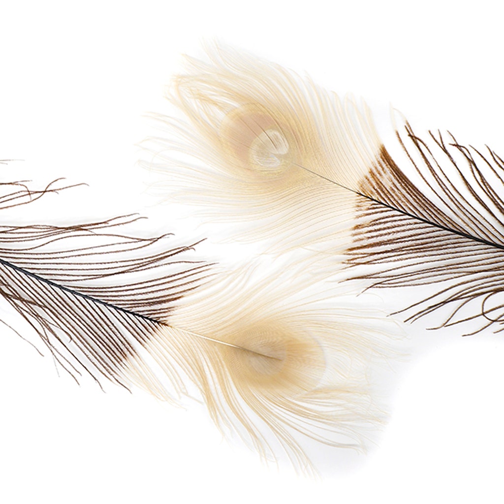 Peacock Tail Eyes Tipped - Brown/Eggshell - 25 -40"