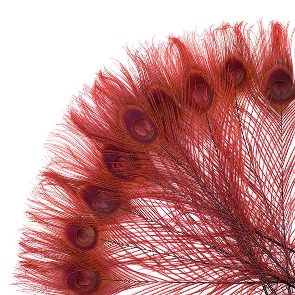 Peacock Tail Eyes Bleached and Dyed - 8-15” - 100 pc - Burgundy