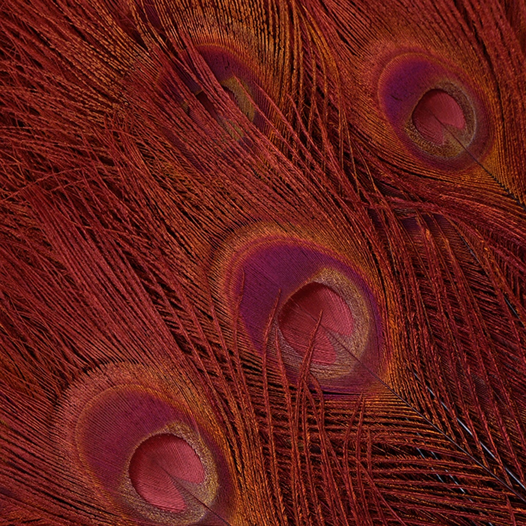 Peacock Tail Eyes Bleached Dyed - 25-40 Inch - 100 PCS - Burgundy