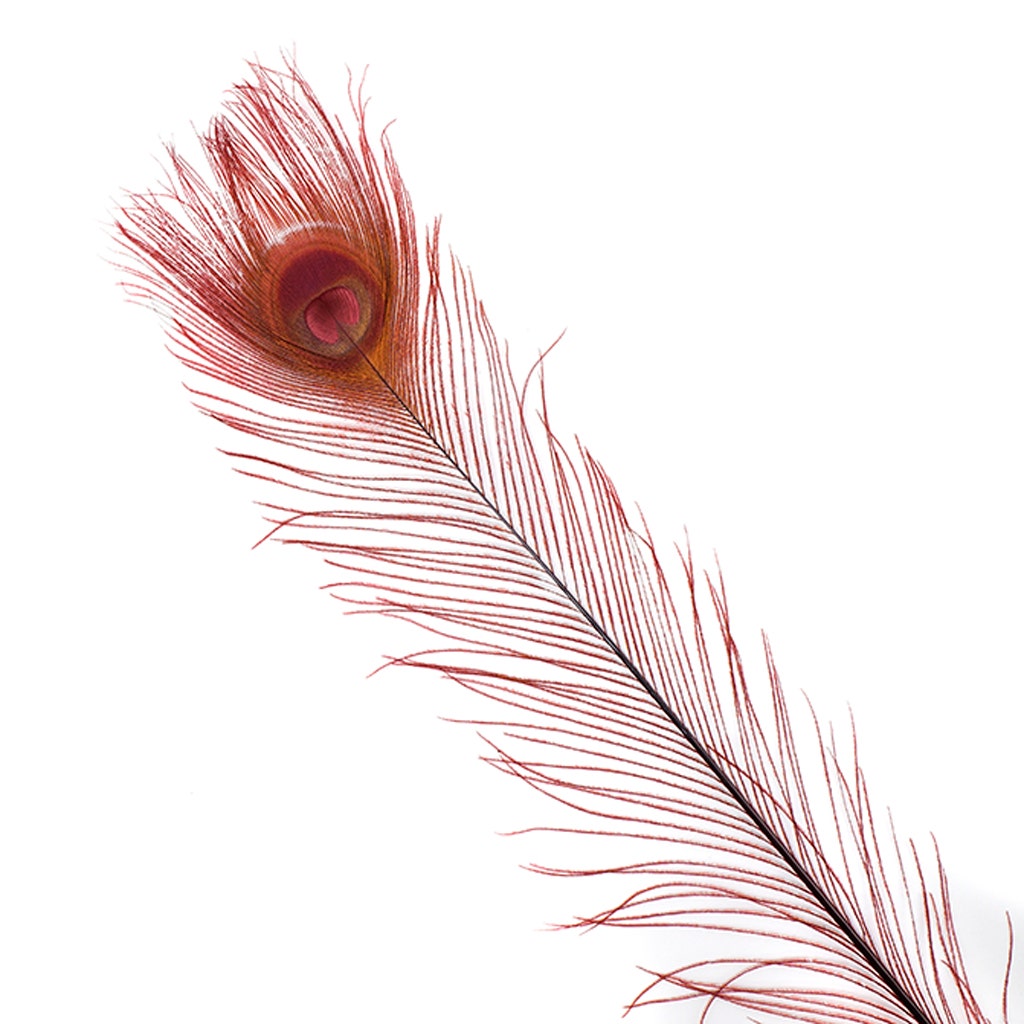 Peacock Tail Eyes Bleached Dyed - 25-40 Inch - 100 PCS - Burgundy