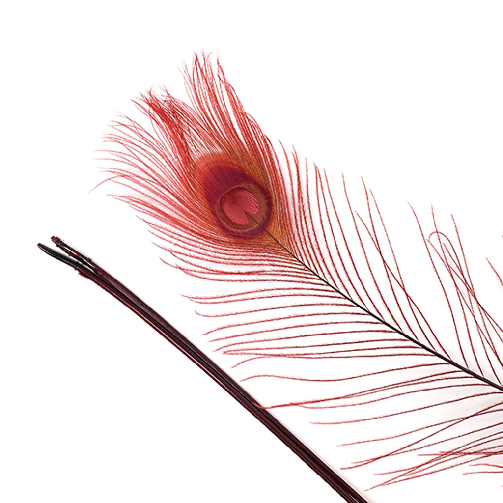 Peacock Tail Eyes Bleached Dyed - 25-40 Inch - 100 PCS - Burgundy