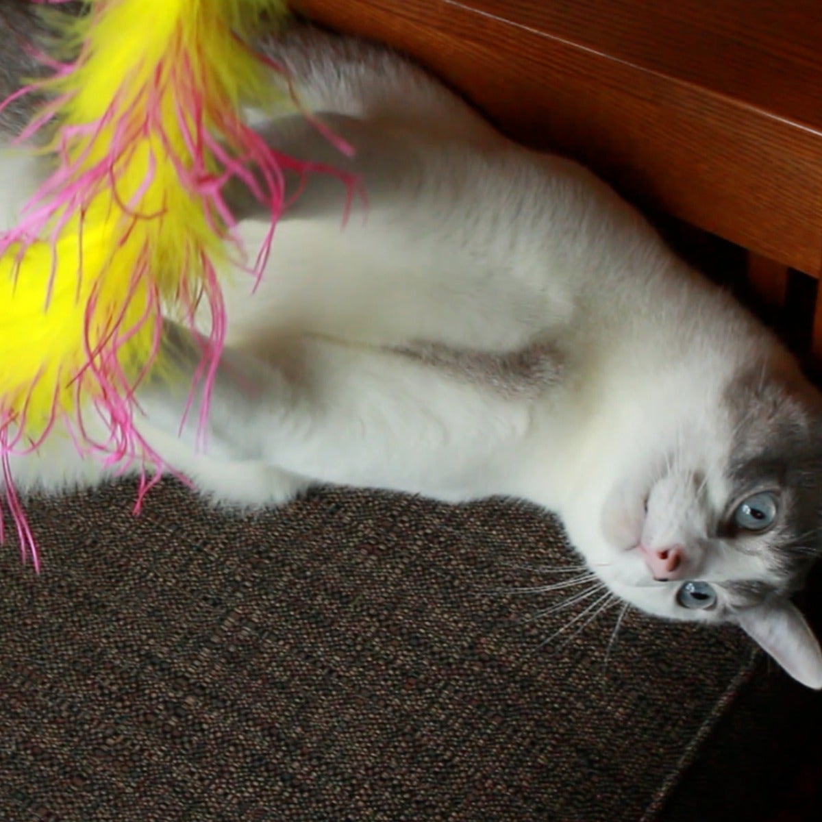Cat Toy Kit - Fluorescent Yellow - Shocking Pink