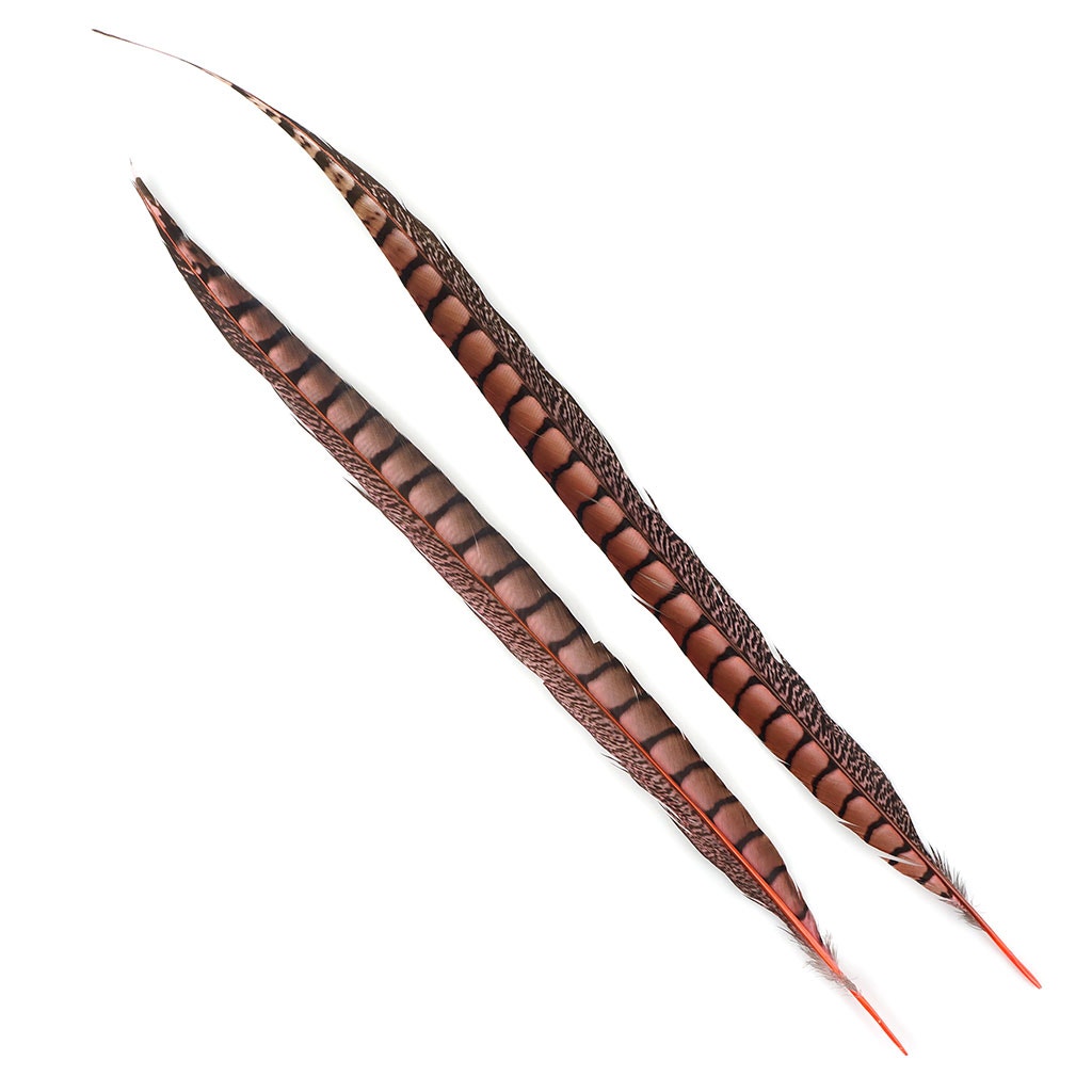 Lady Amherst Pheasant Tails Dyed 1pc Per Package Coral