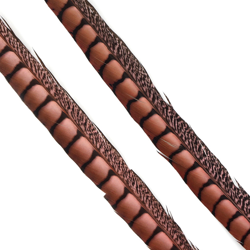 Lady Amherst Pheasant Tails Dyed 1pc Per Package Coral