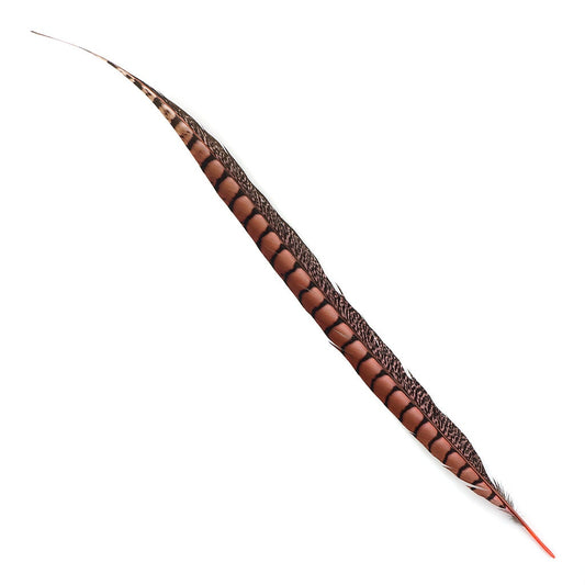 Lady Amherst Pheasant Tails Dyed 1pc Per Package Coral