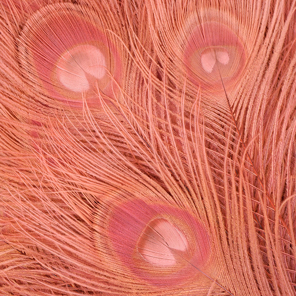 Peacock Tail Eyes Bleached Dyed Feathers - 25-40 Inch - 100 PCS - Coral
