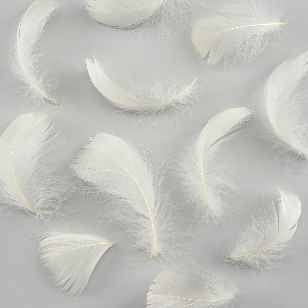 Eggshell Loose Goose Coquille Feathers 3-5 inch