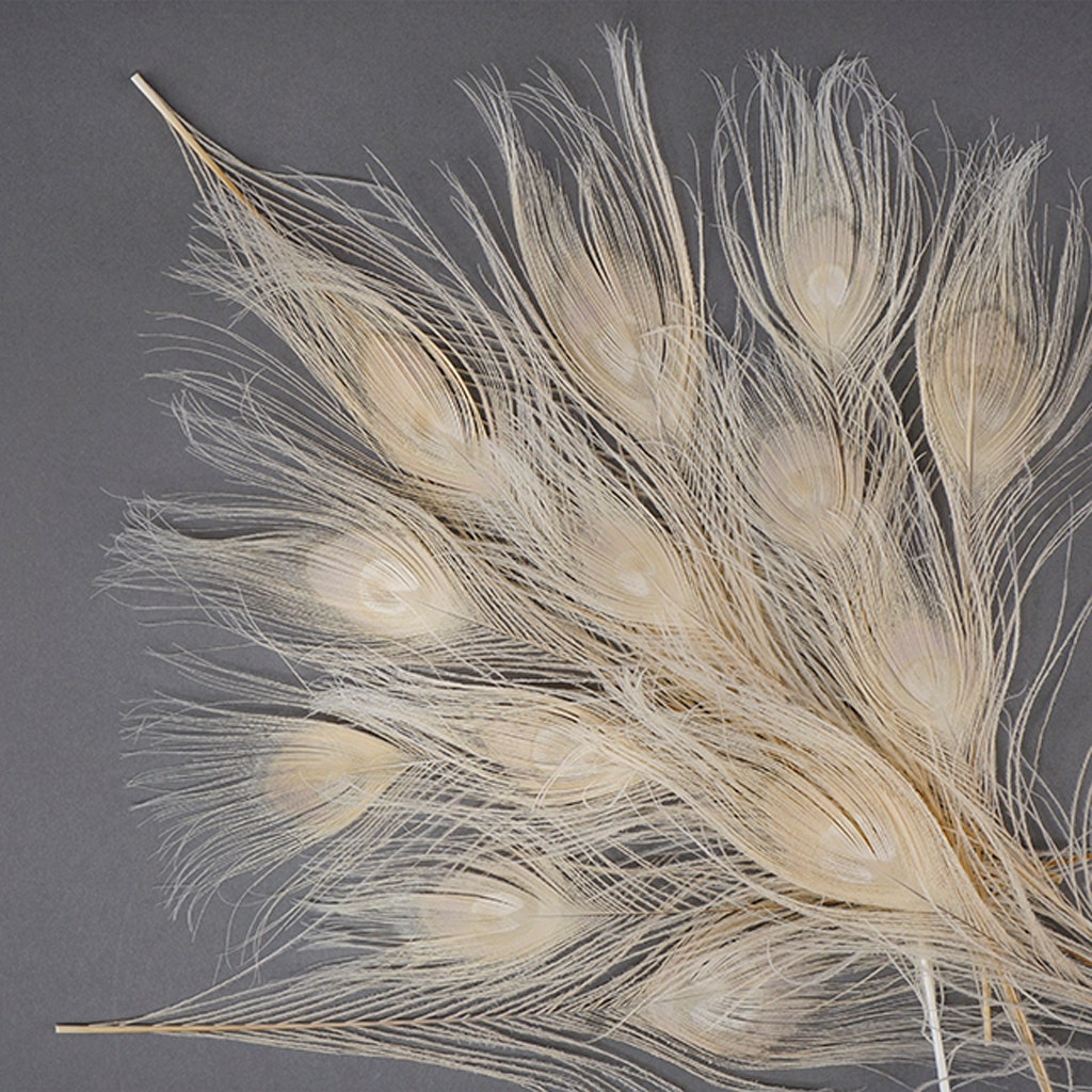 Peacock Tail Eyes Bleached and Dyed - 8-15” - 100 pc - Eggshell