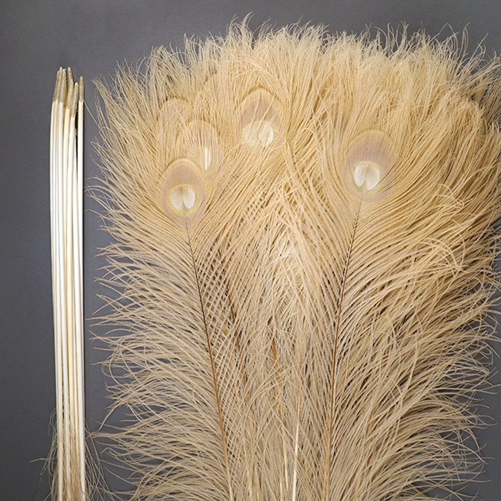 Peacock Eyes Bleached/Dyed - Eggshell 30-40" - 10 PC