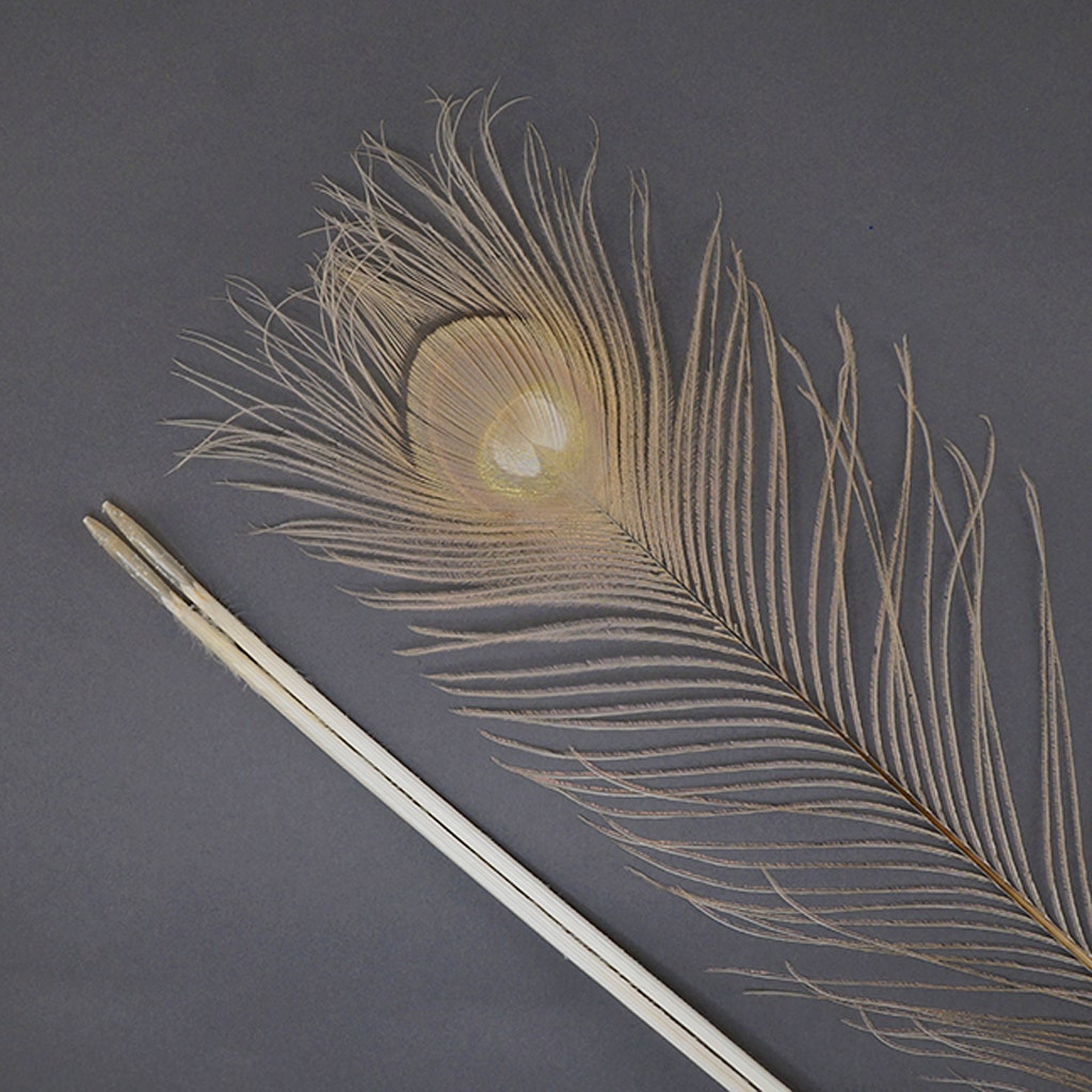 Peacock Eyes Bleached/Dyed - Eggshell 30-40" - 10 PC