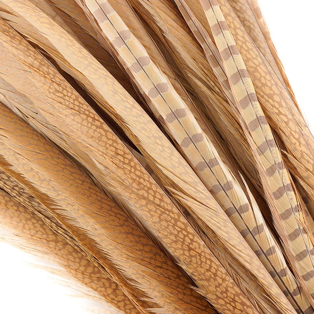 Pheasant Tails Assorted Bleached - Eggshell