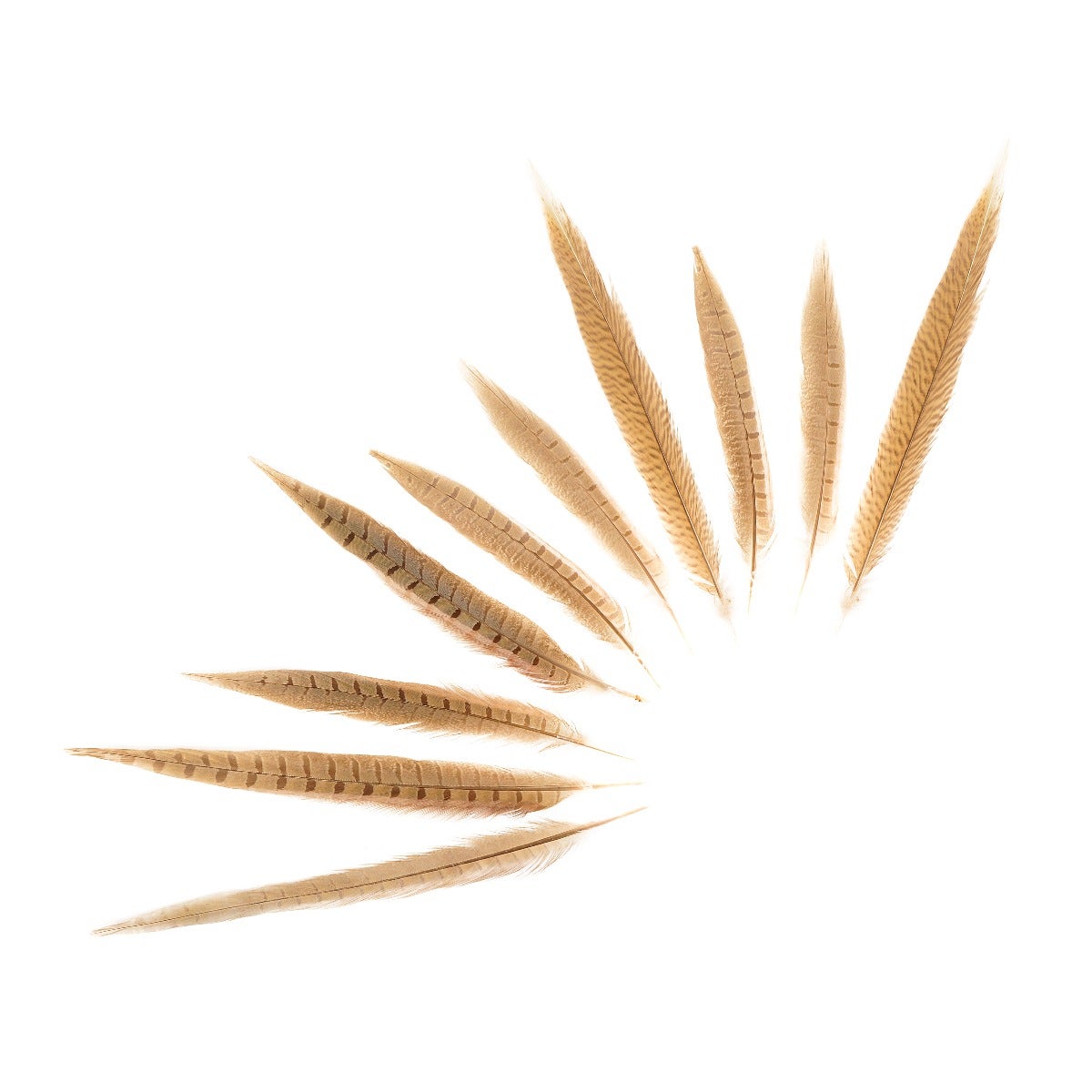 Pheasant Tails Assorted Bleached - Eggshell