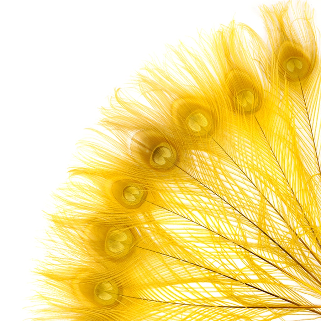 Peacock Tail Eyes Bleached and Dyed - 8-15” - 100 pc - Gold