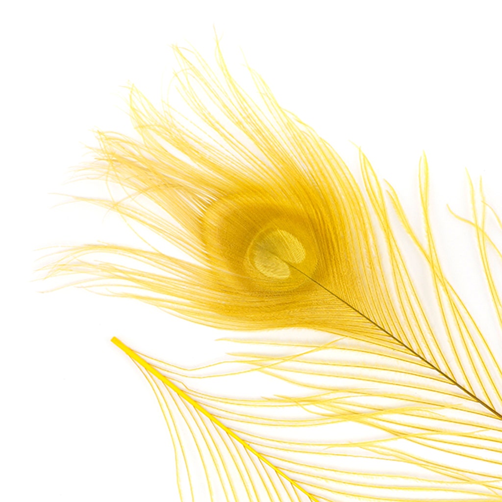 Peacock Tail Eyes Bleached and Dyed - 8-15” - 100 pc - Gold
