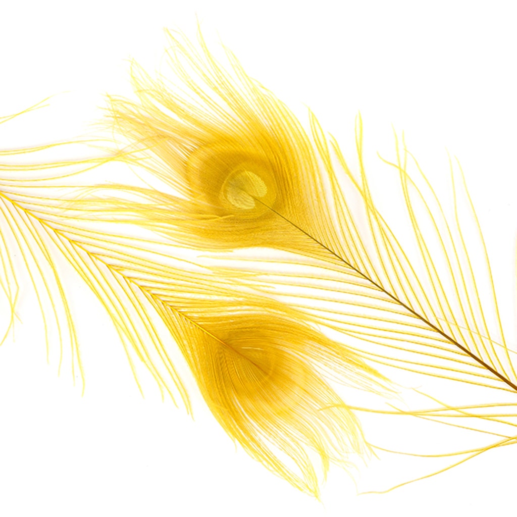 Peacock Tail Eyes Bleached Dyed - Gold