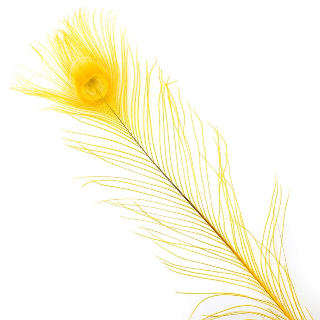 Peacock Tail Eyes Bleached Dyed - Gold
