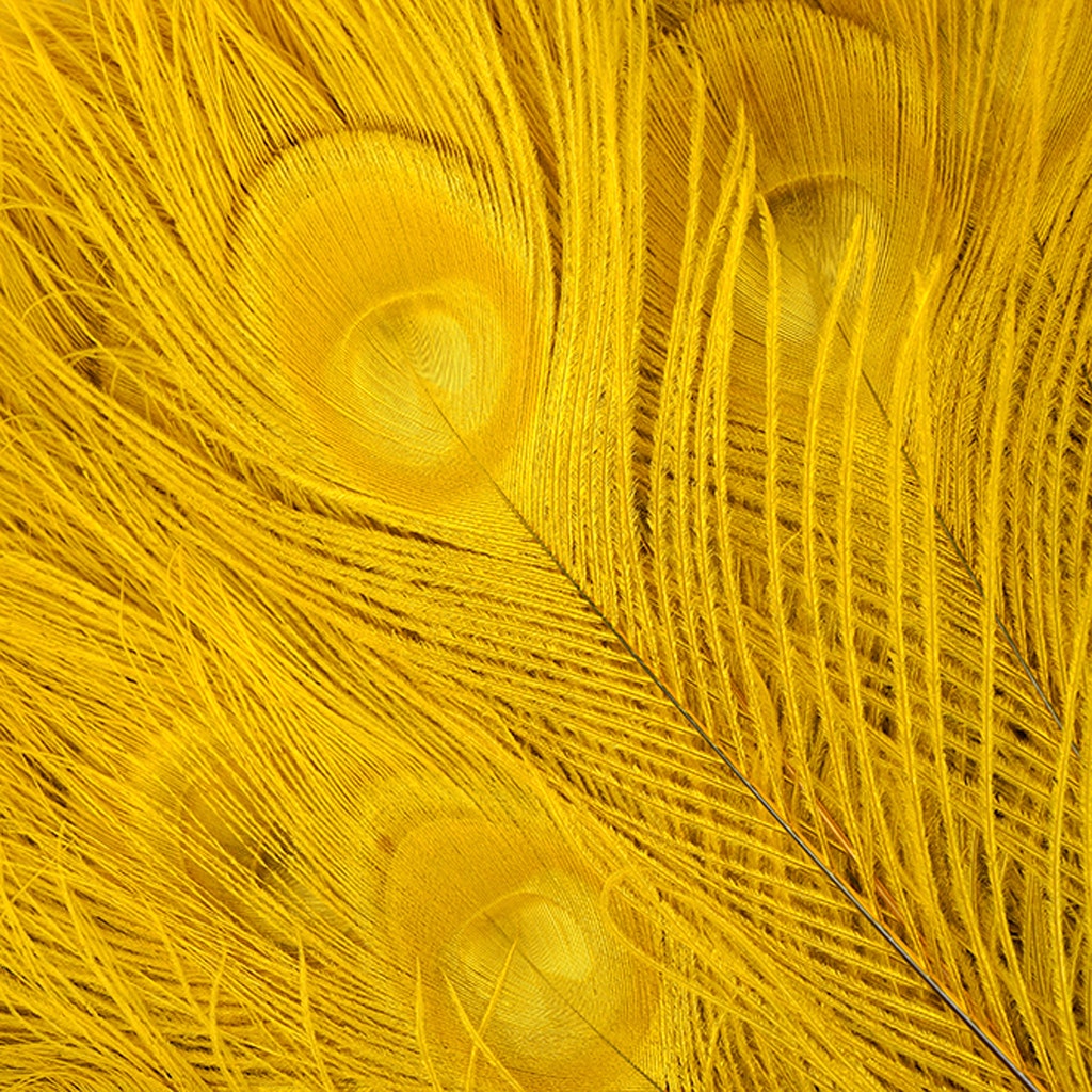Peacock Eyes Bleached/Dyed - Gold Feathers 30-40" - 10 PC