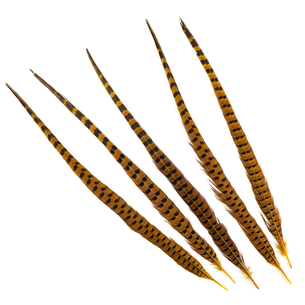 Ringneck Pheasant Tails 20-24" Dyed -5pcs - Gold