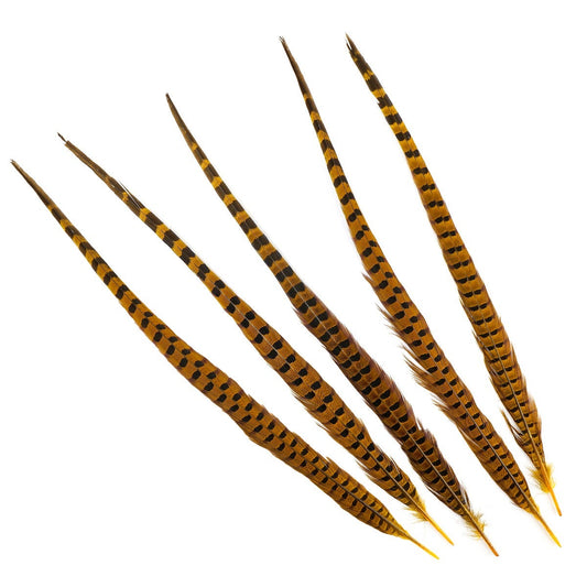 Ringneck Pheasant Tails 20-24" Dyed -5pcs - Gold