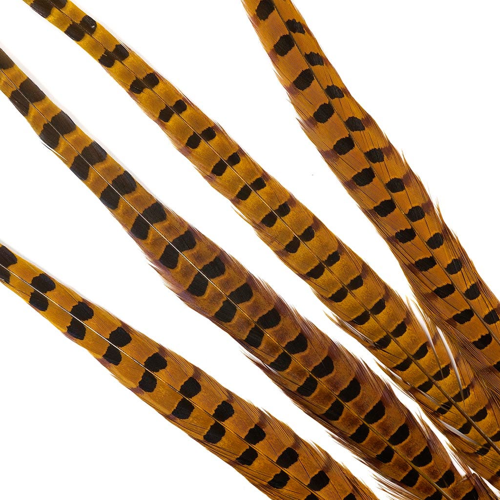 Ringneck Pheasant Tails 20-24" Dyed -5pcs - Gold