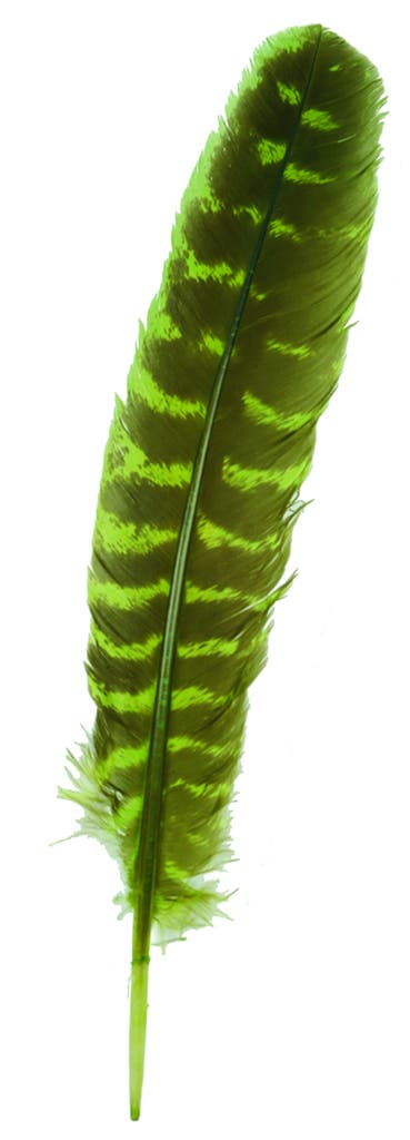 Barred Turkey Quills Wing Feathers 8-12" - Fluorescent Chartreuse