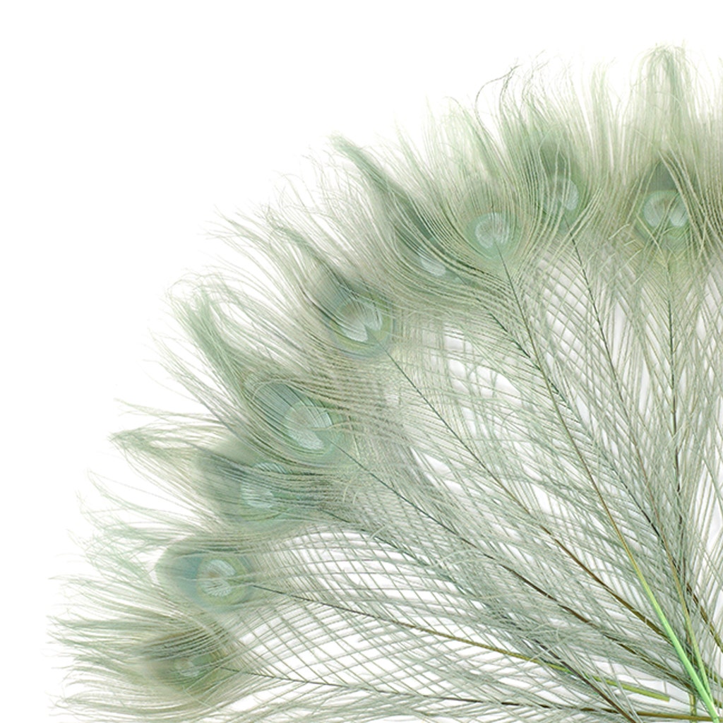Peacock Tail Eyes Bleached and Dyed - 8-15” - 100 pc - Celedon